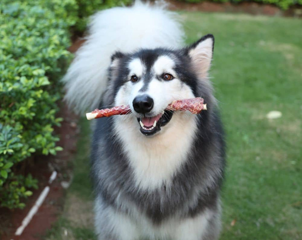 Skanukai duck wraps rawhide sticks 28cm