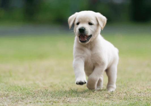 Gift Pack - Happy Puppy