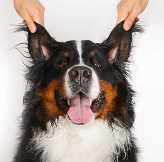 OTIC CLEANER (Valomasis ausų gelis)