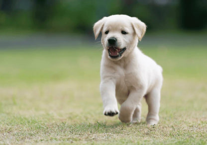Gift Pack - Happy Puppy