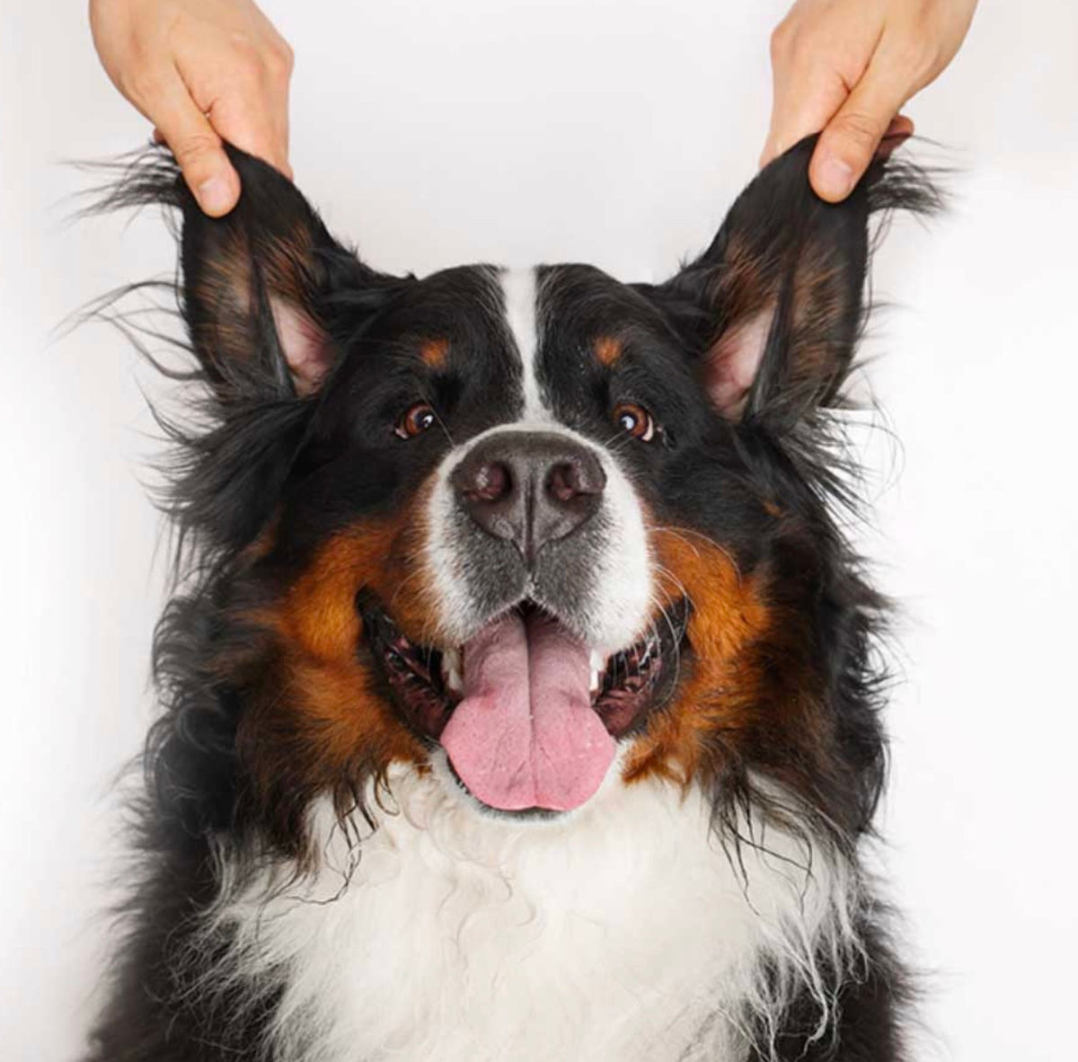 OTIC CLEANER (Valomasis ausų gelis)