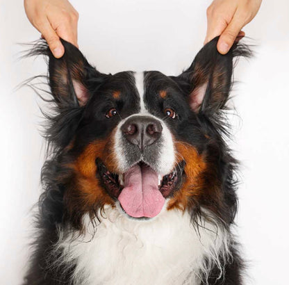 OTIC CLEANER (Valomasis ausų gelis)