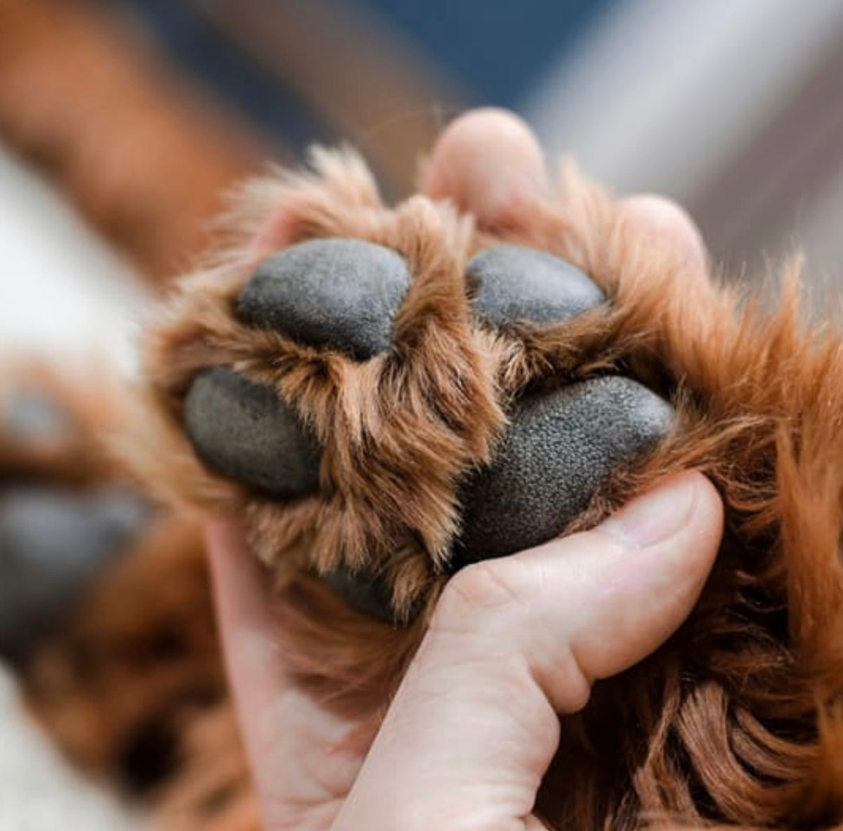 PAW PROTECTOR 🐾 (Apsauginis pėdučių kremas)