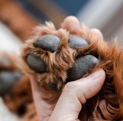 PAW PROTECTOR 🐾 (Apsauginis pėdučių kremas)