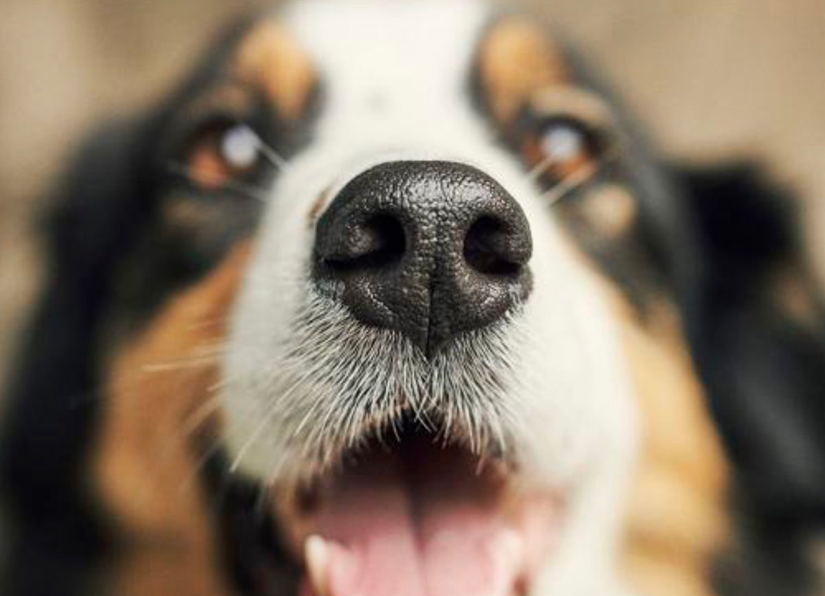 NOSE PROTECTOR ( apsauginis nosytės balzamas)